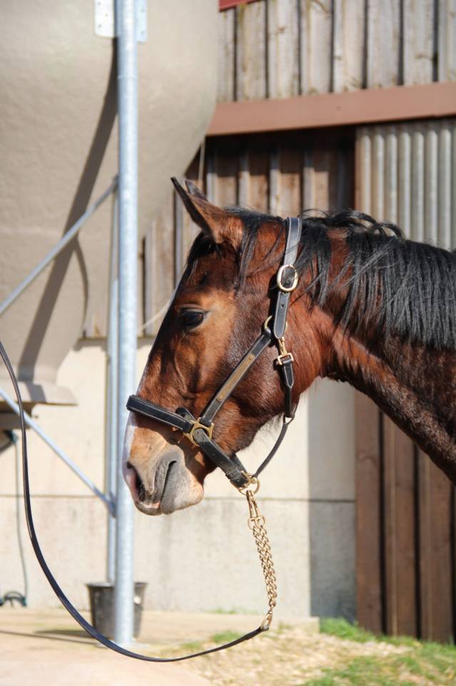 Cavalla Sella Francese In vendita 2023 Baio ,  QLASSIC BOIS MARGOT