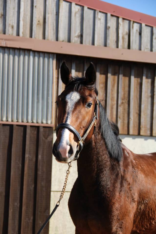 Cavalla Sella Francese In vendita 2023 Baio ,  QLASSIC BOIS MARGOT