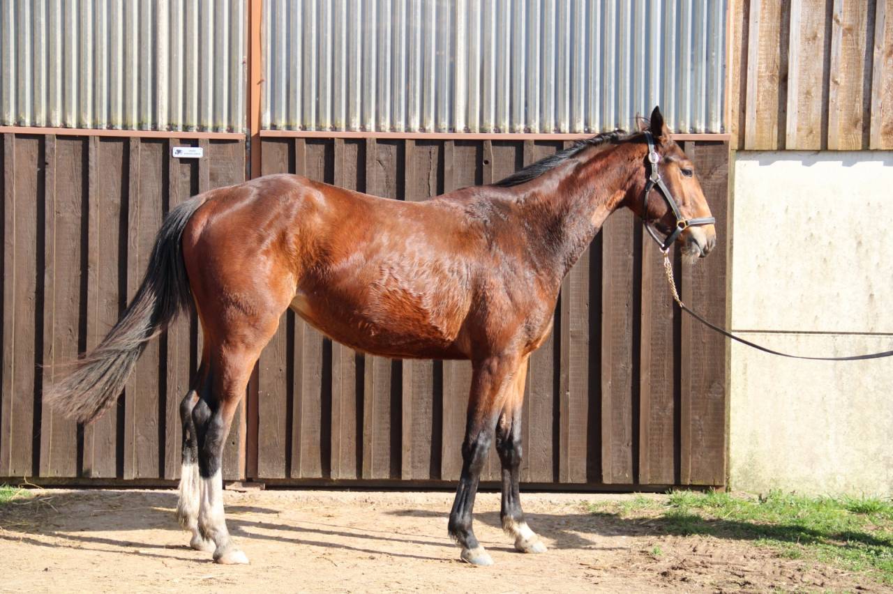 Cavalla Sella Francese In vendita 2023 Baio ,  QLASSIC BOIS MARGOT