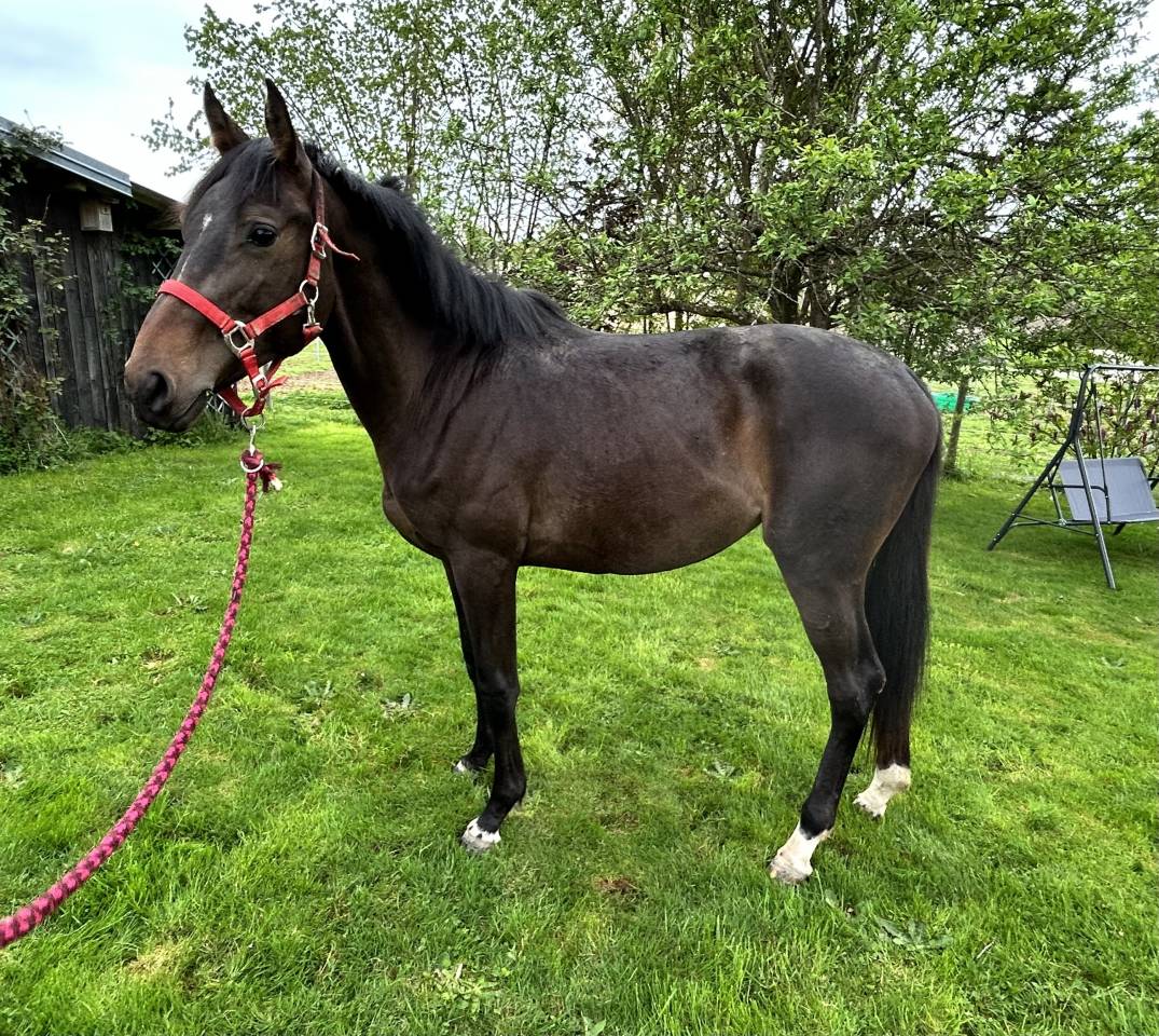 Cavalla Sella Francese In vendita 2023 Baio scuro ,  El barone 111 Z