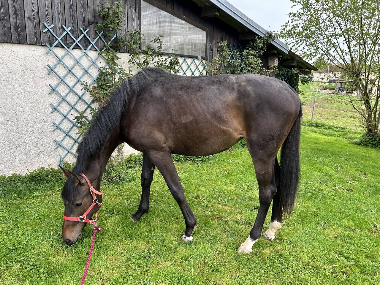 Cavalla Sella Francese In vendita 2023 Baio scuro ,  El barone 111 Z