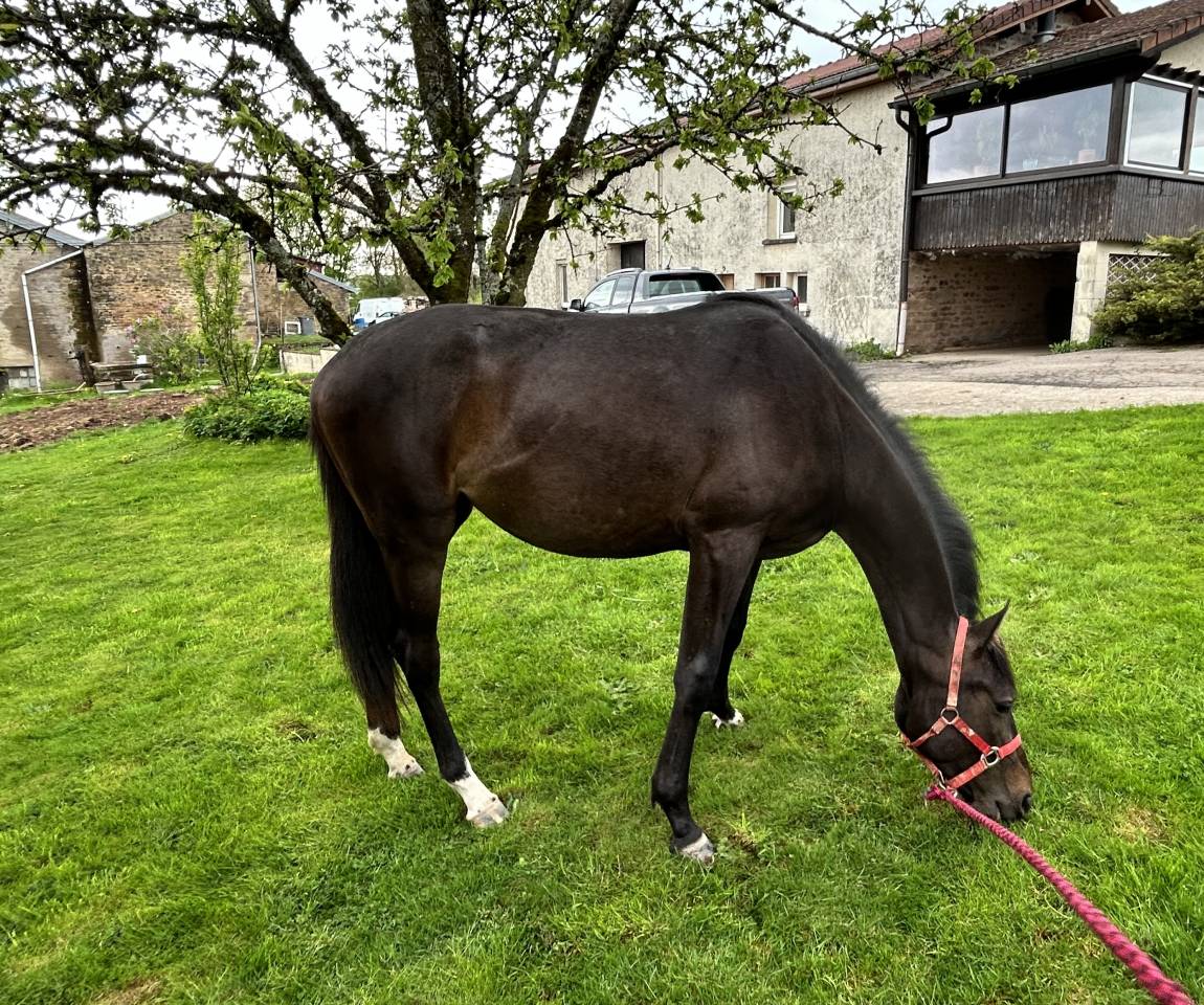 Cavalla Sella Francese In vendita 2023 Baio scuro ,  El barone 111 Z