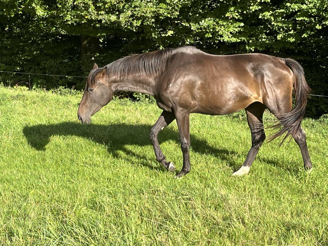 Cavalla Sella Francese In vendita 2023 Baio scuro ,  El barone 111 Z