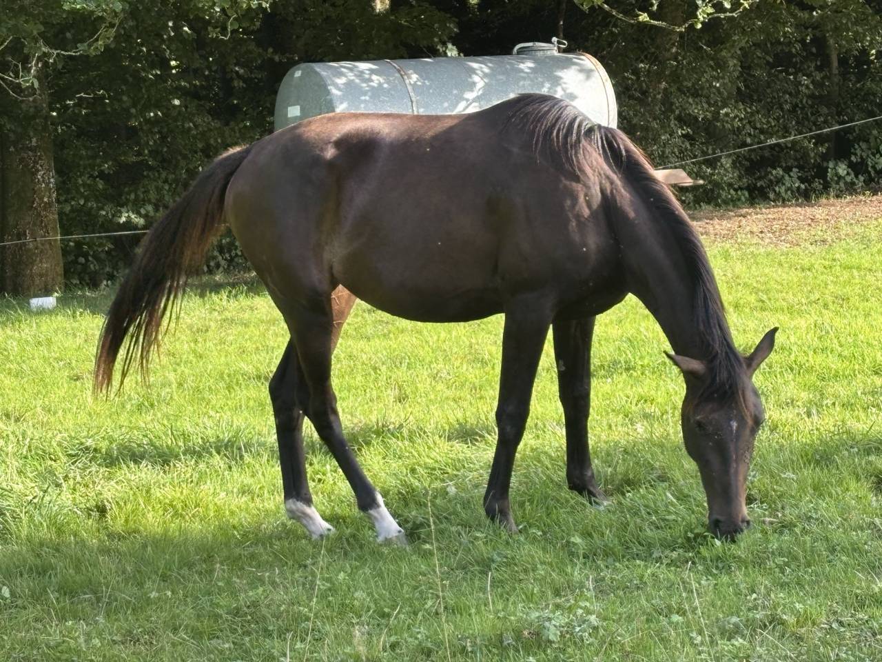 Cavalla Sella Francese In vendita 2023 Baio scuro ,  El barone 111 Z