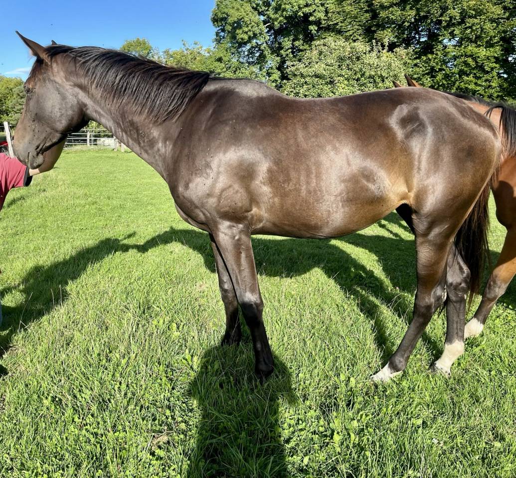 Cavalla Sella Francese In vendita 2023 Baio scuro ,  El barone 111 Z