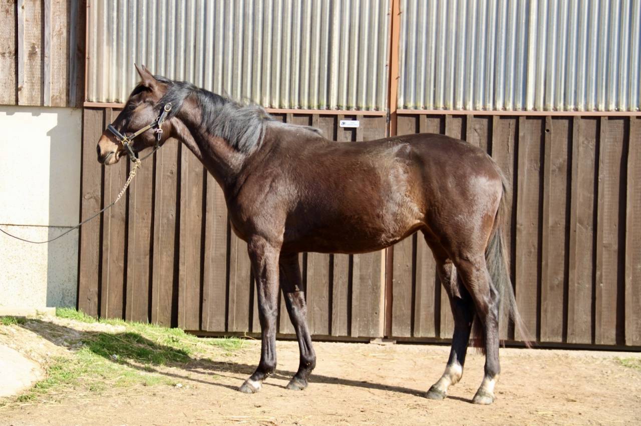 Cavalla Sella Francese In vendita 2023 Baio scuro ,  El barone 111 Z