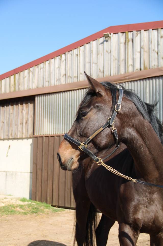 Cavalla Sella Francese In vendita 2023 Baio scuro ,  El barone 111 Z