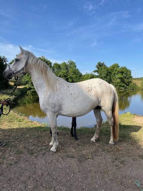 Fattrice Connemara In vendita 2013 Grigio ,  CLEGGANBAY TOWER