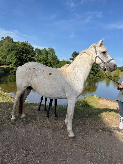 Fattrice Connemara In vendita 2013 Grigio ,  CLEGGANBAY TOWER