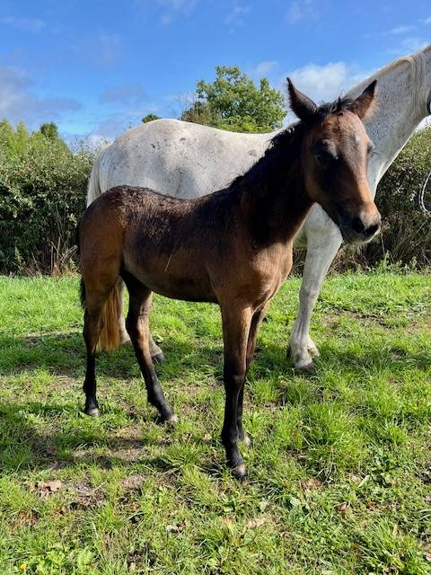 Fattrice Connemara In vendita 2013 Grigio ,  CLEGGANBAY TOWER