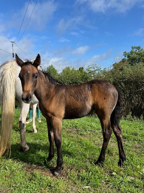 Fattrice Connemara In vendita 2013 Grigio ,  CLEGGANBAY TOWER