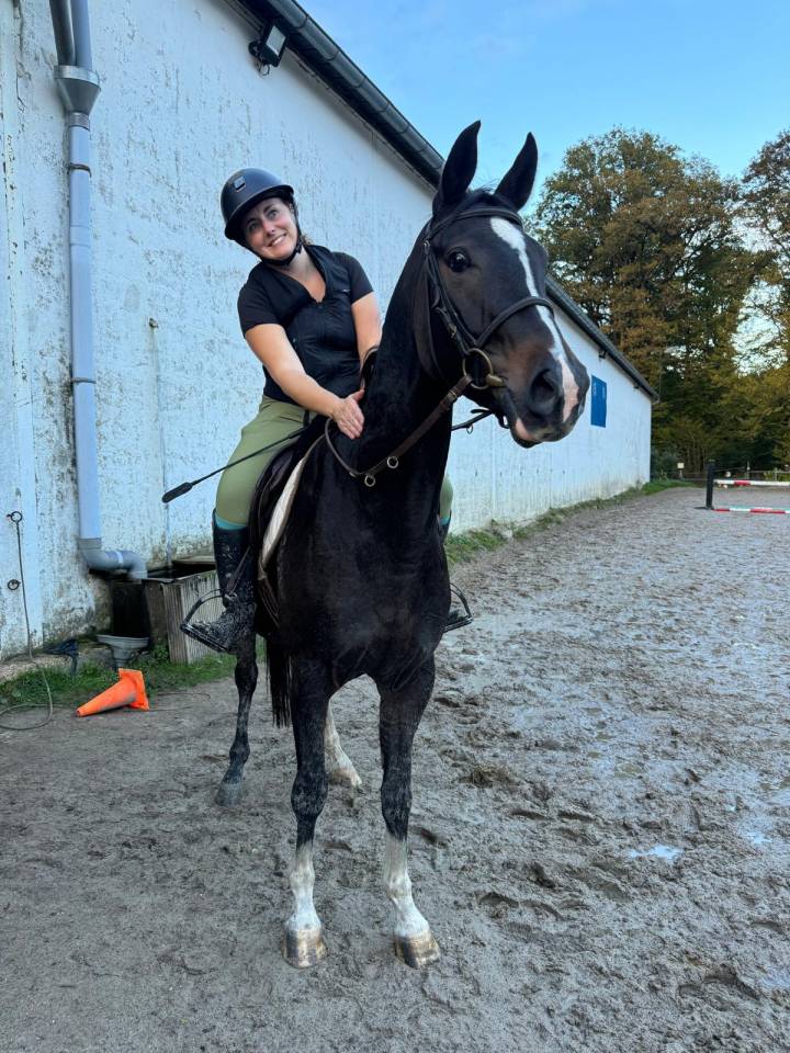 Castrone Sella Francese In vendita 2020 Baio scuro ,  United sunheup