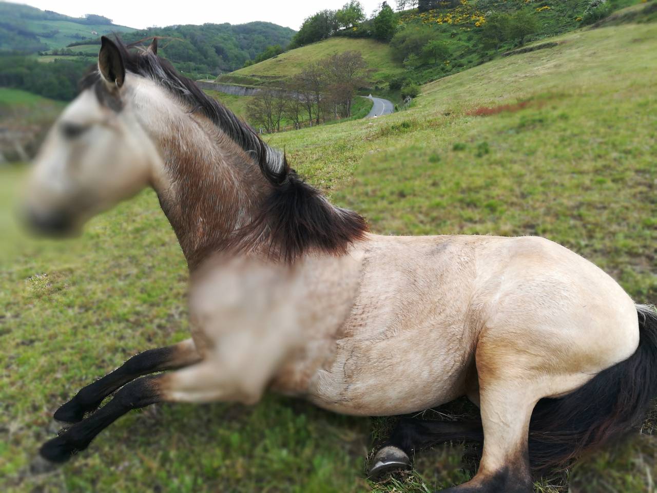 Cavalla Lusitano In vendita 2016 Isabella ,  TENOR DE LA COMBE