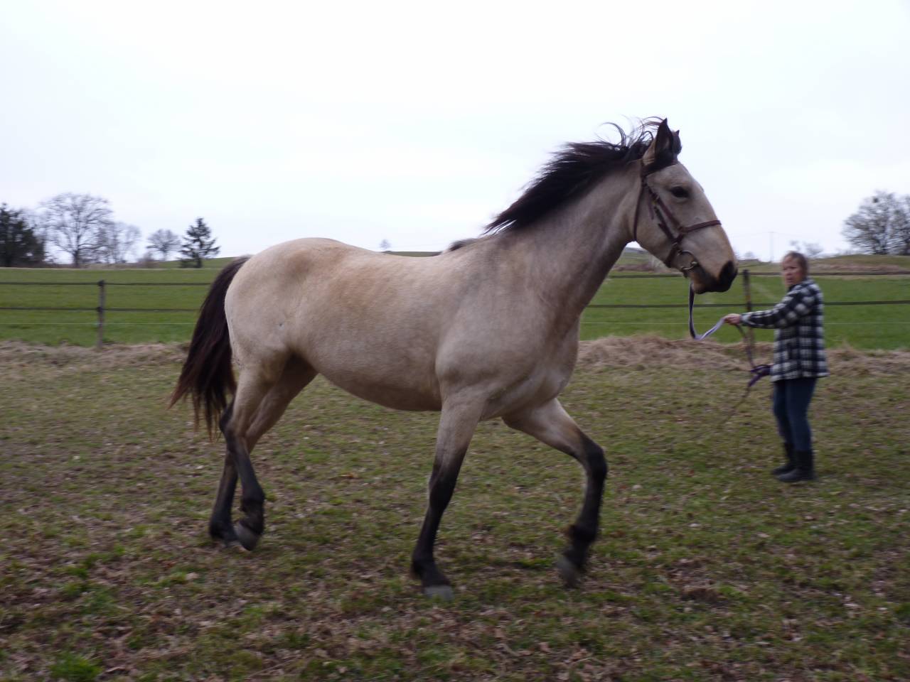 Cavalla Lusitano In vendita 2016 Isabella ,  TENOR DE LA COMBE