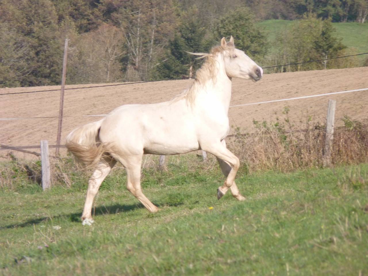 Intero Lusitano In vendita 2022 Palomino ,  bosco fayettes