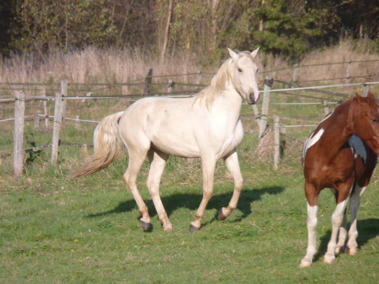Intero Lusitano In vendita 2022 Palomino ,  bosco fayettes