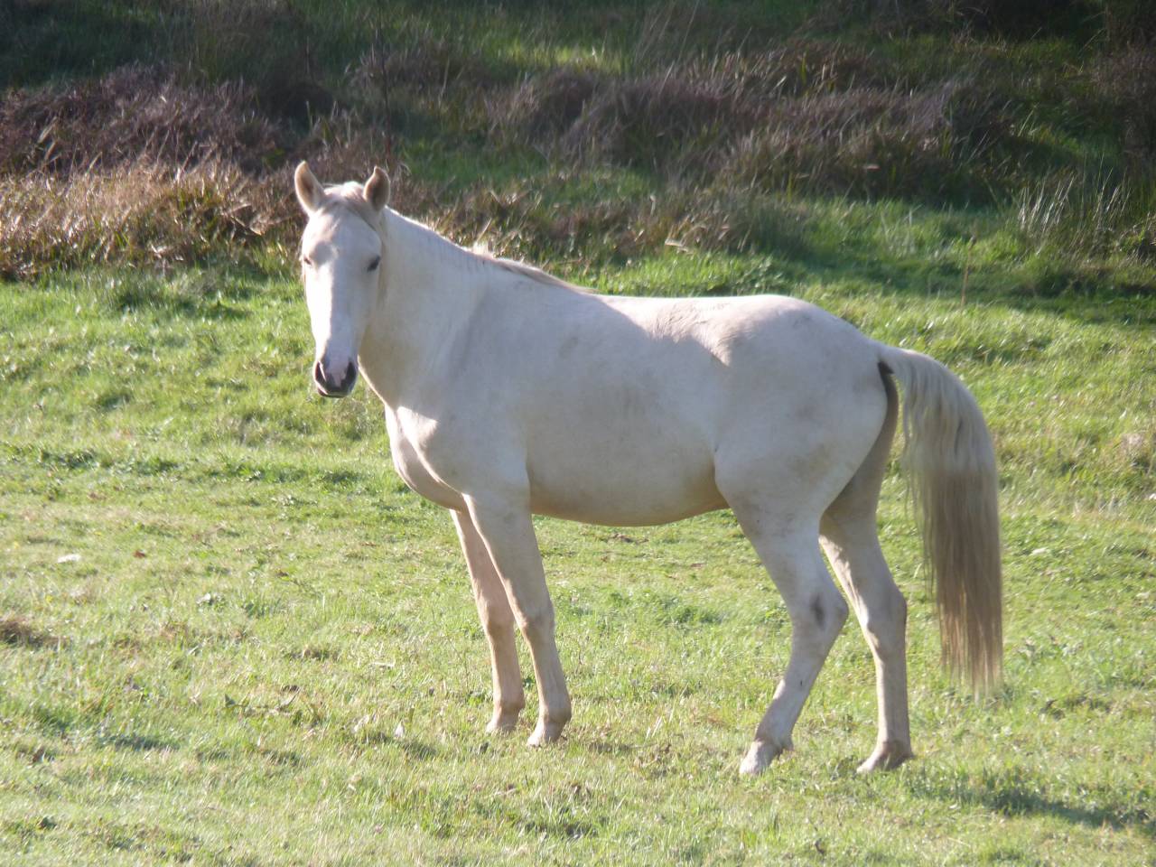 Intero Lusitano In vendita 2022 Palomino ,  bosco fayettes