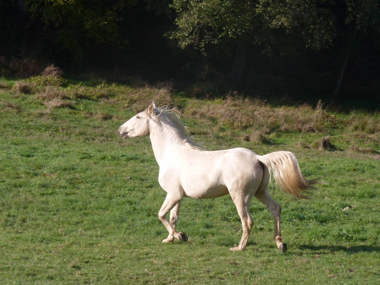 Intero Lusitano In vendita 2022 Palomino ,  bosco fayettes