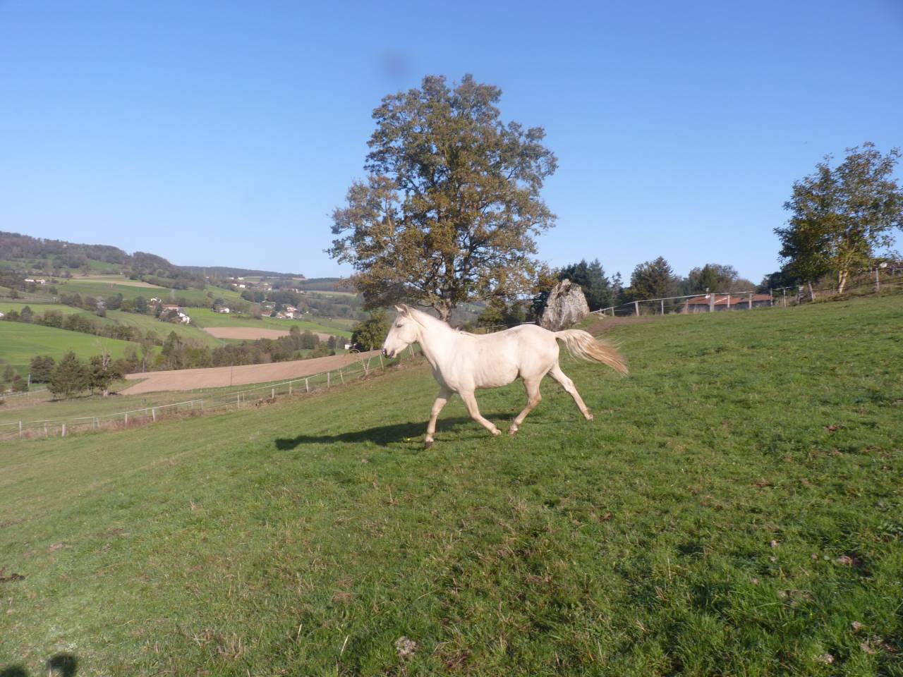 Intero Lusitano In vendita 2022 Palomino ,  bosco fayettes