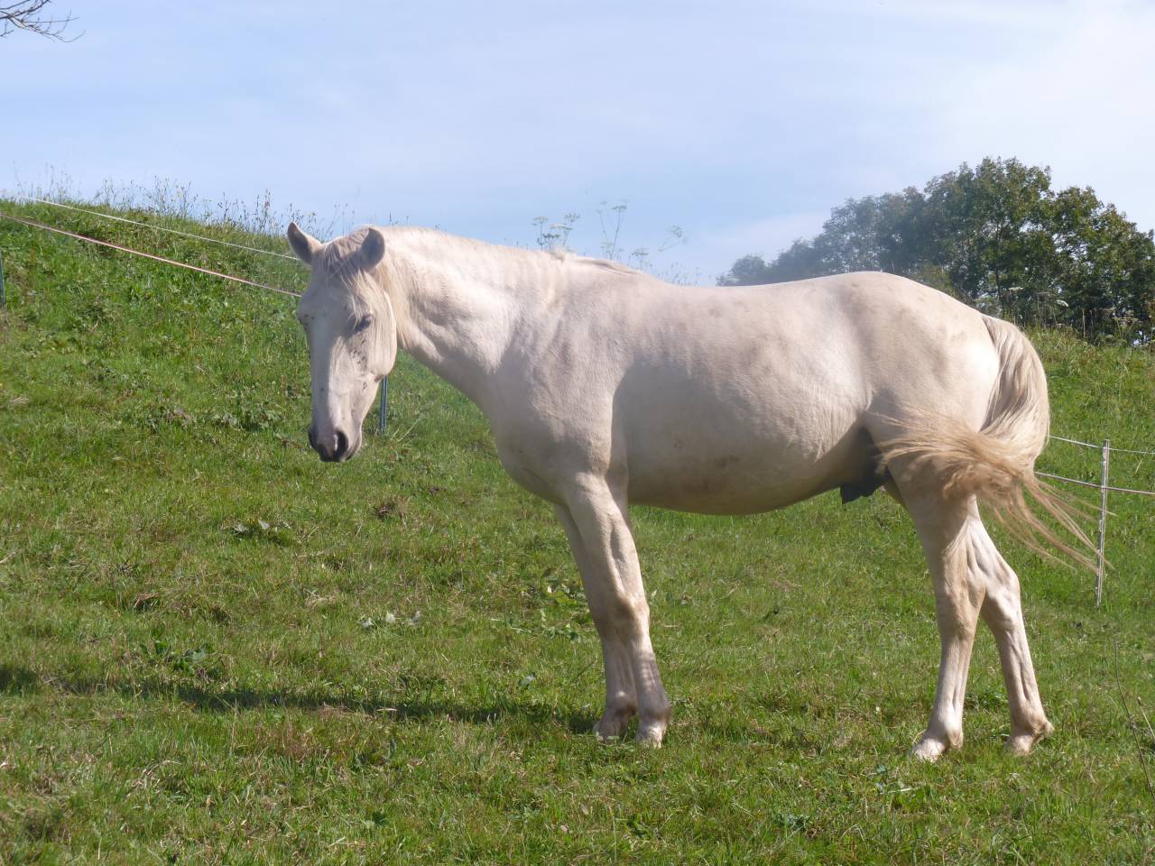 Intero Lusitano In vendita 2022 Palomino ,  bosco fayettes
