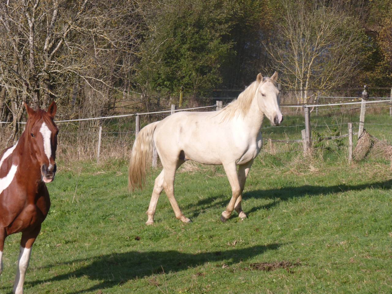 Intero Lusitano In vendita 2022 Palomino ,  bosco fayettes