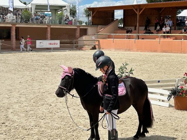 Cavalla Shetland In vendita 2019 Baio scuro