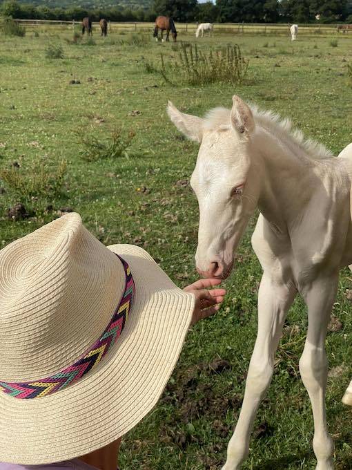 Puledro Lusitano In vendita 2024 Perlino