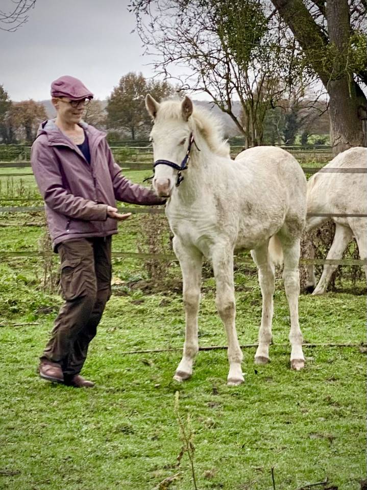 Puledro Lusitano In vendita 2024 Perlino