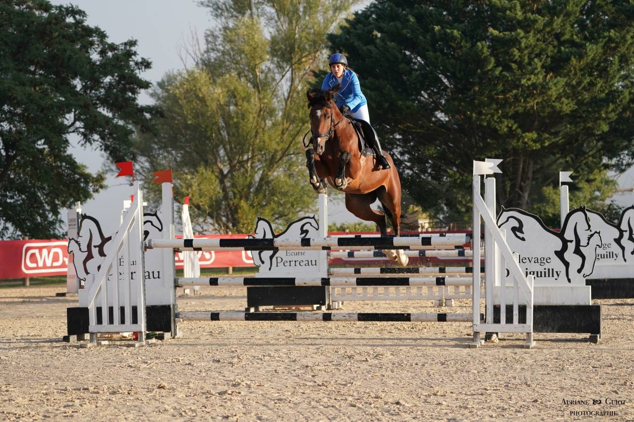 Cavalla KWPN Cavallo da Sport Neerlandese In vendita 2018 Baio ,  Lyjanero