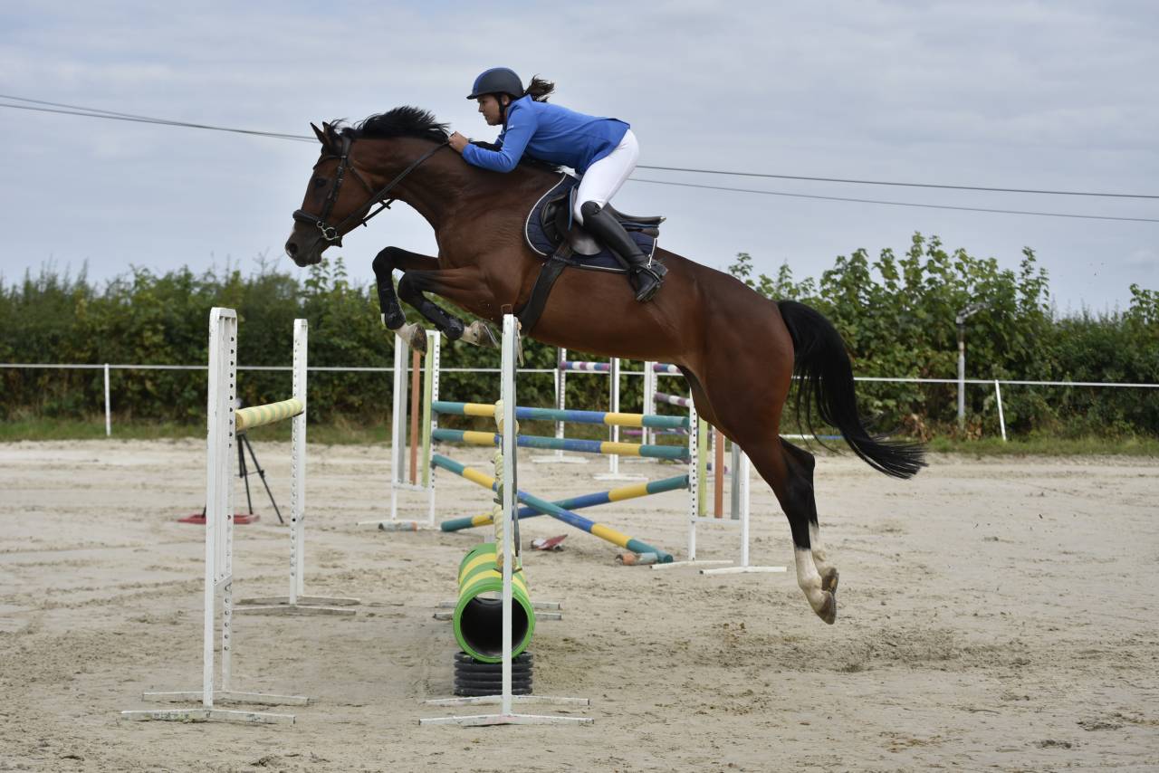 Cavalla KWPN Cavallo da Sport Neerlandese In vendita 2018 Baio ,  Lyjanero
