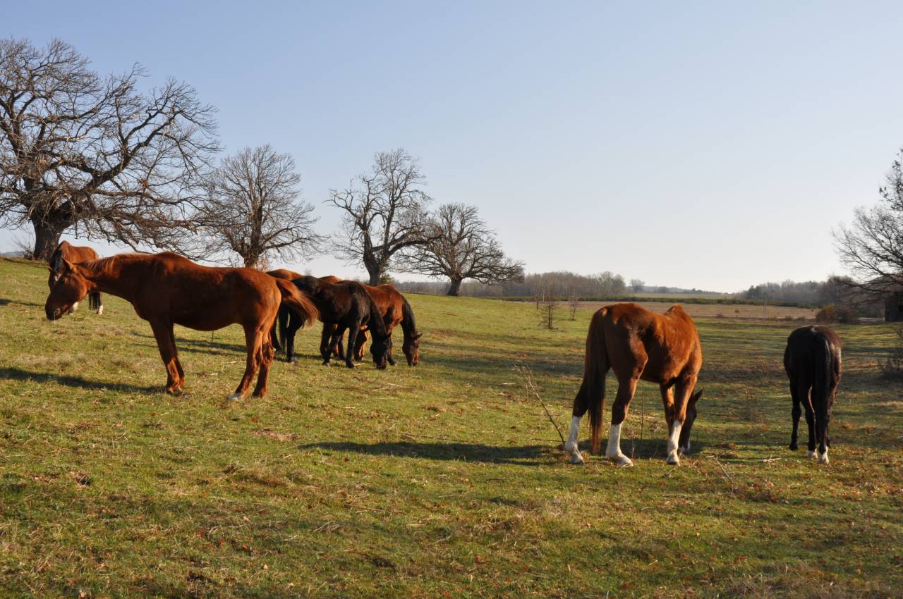 Alloggio equestre In vendita Alpes-de-Haute-Provence