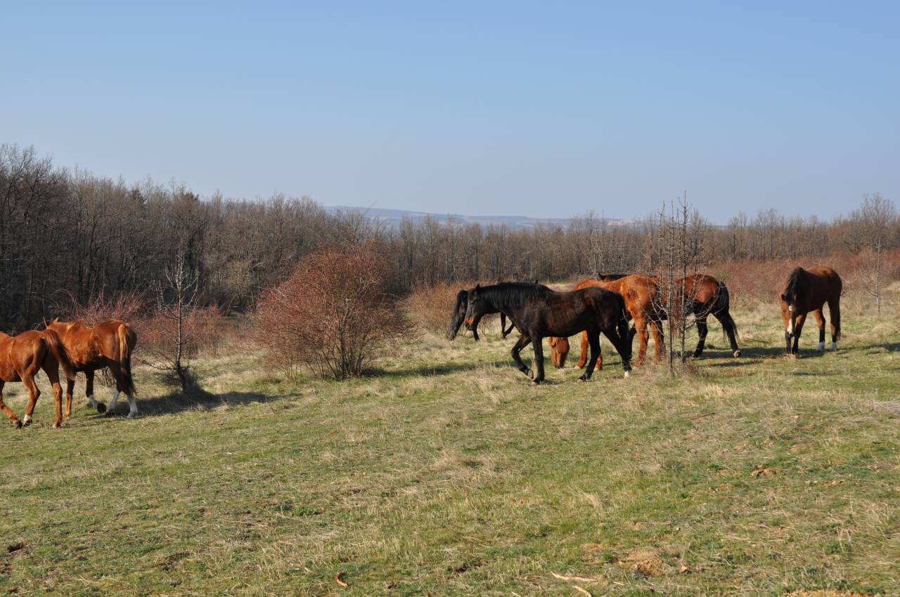 Alloggio equestre In vendita Alpes-de-Haute-Provence