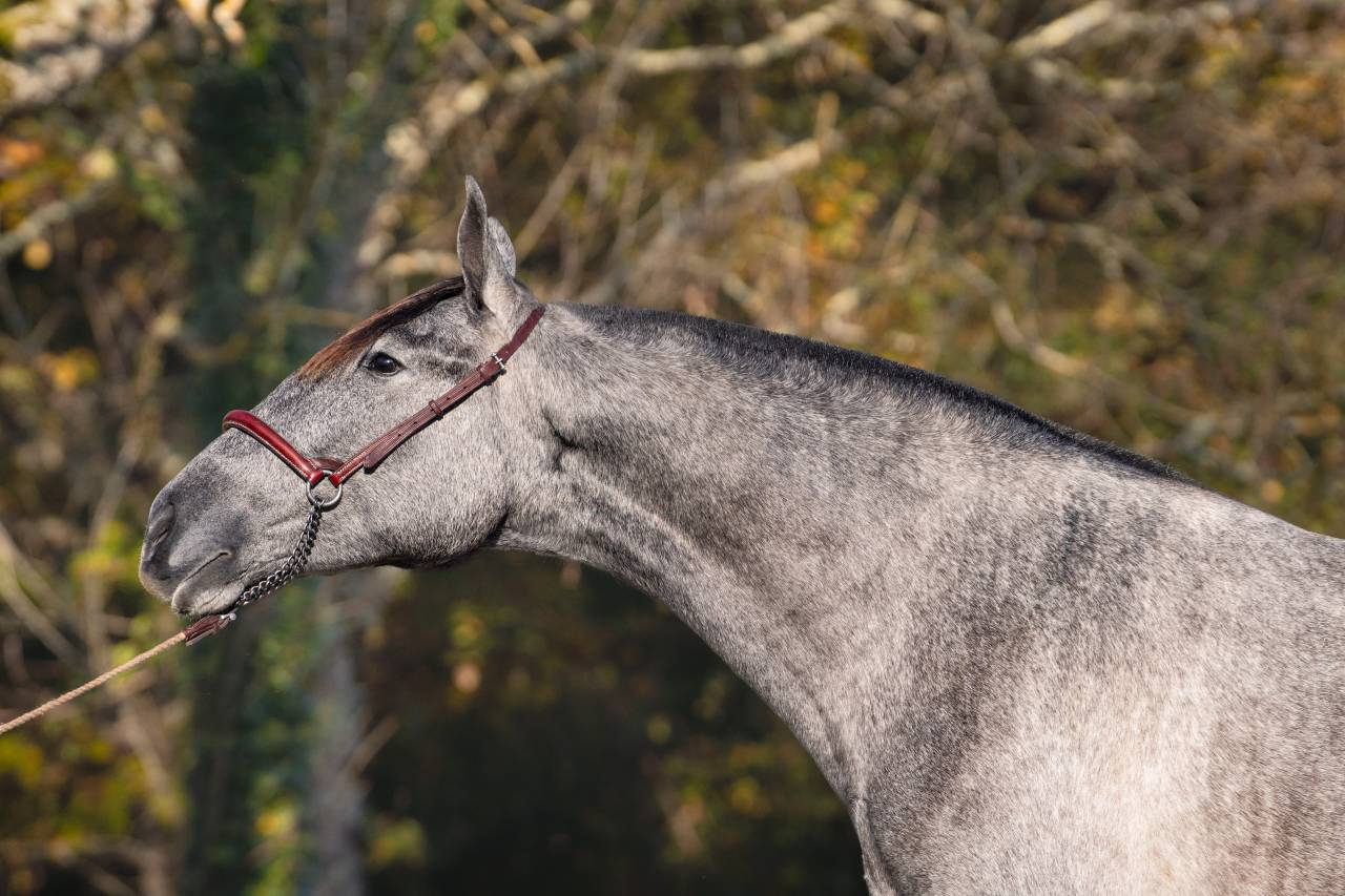 Cavalla PRE Andaluso In vendita 2022 Grigio ,  NOBLE DE TRUJILLO