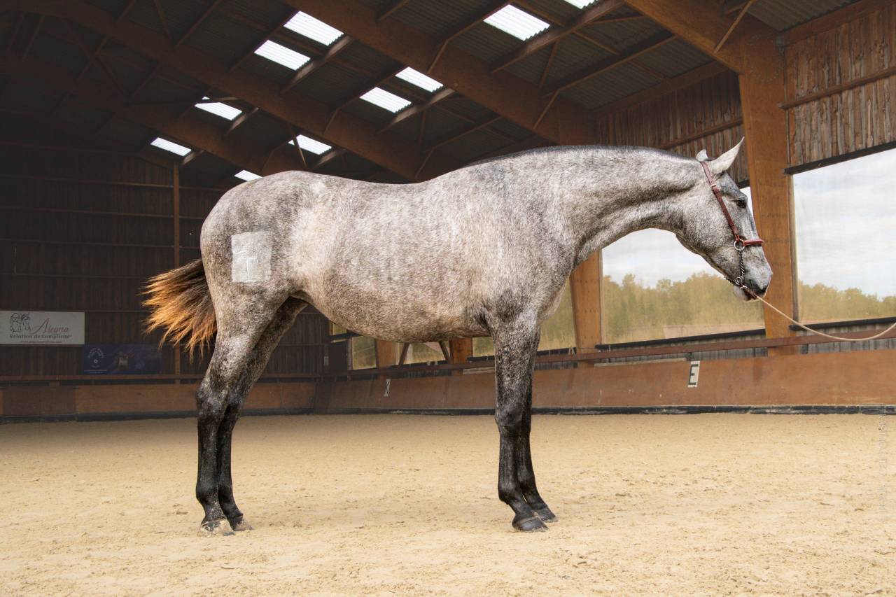 Cavalla PRE Andaluso In vendita 2022 Grigio ,  NOBLE DE TRUJILLO