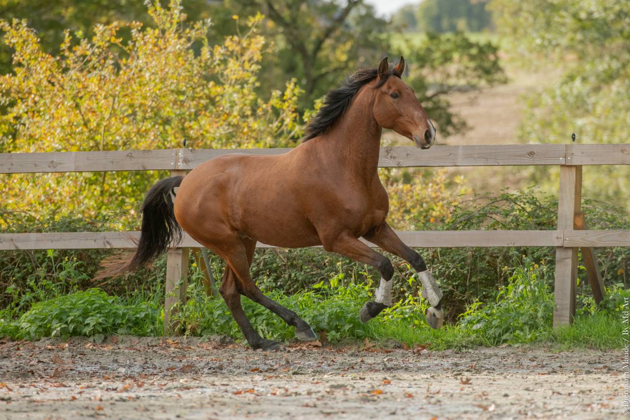 Castrone Lusitano In vendita 2019 Baio ,  Escorial