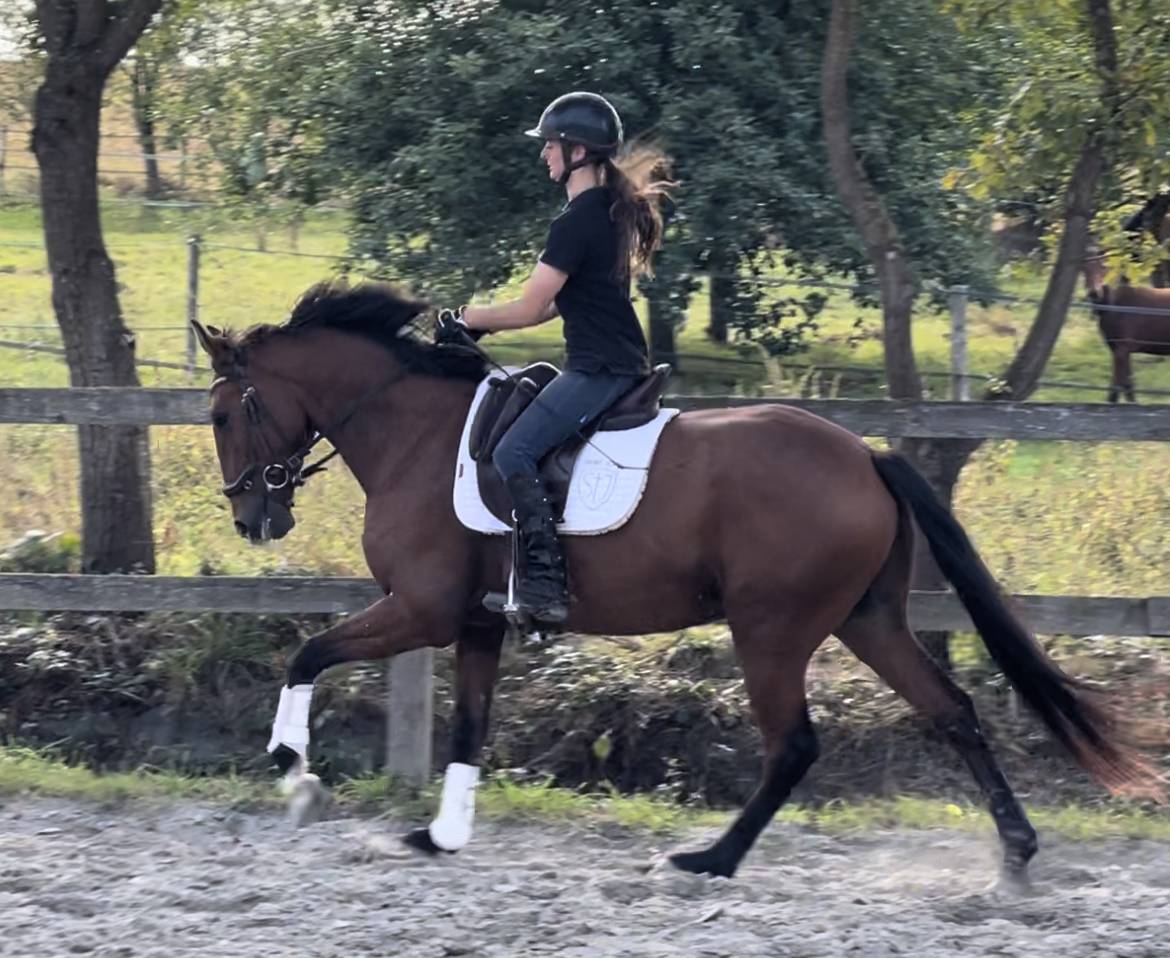 Castrone Lusitano In vendita 2019 Baio ,  Escorial