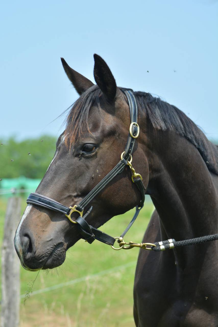 Castrone Purosangue Inglese In vendita 2021 Baio scuro