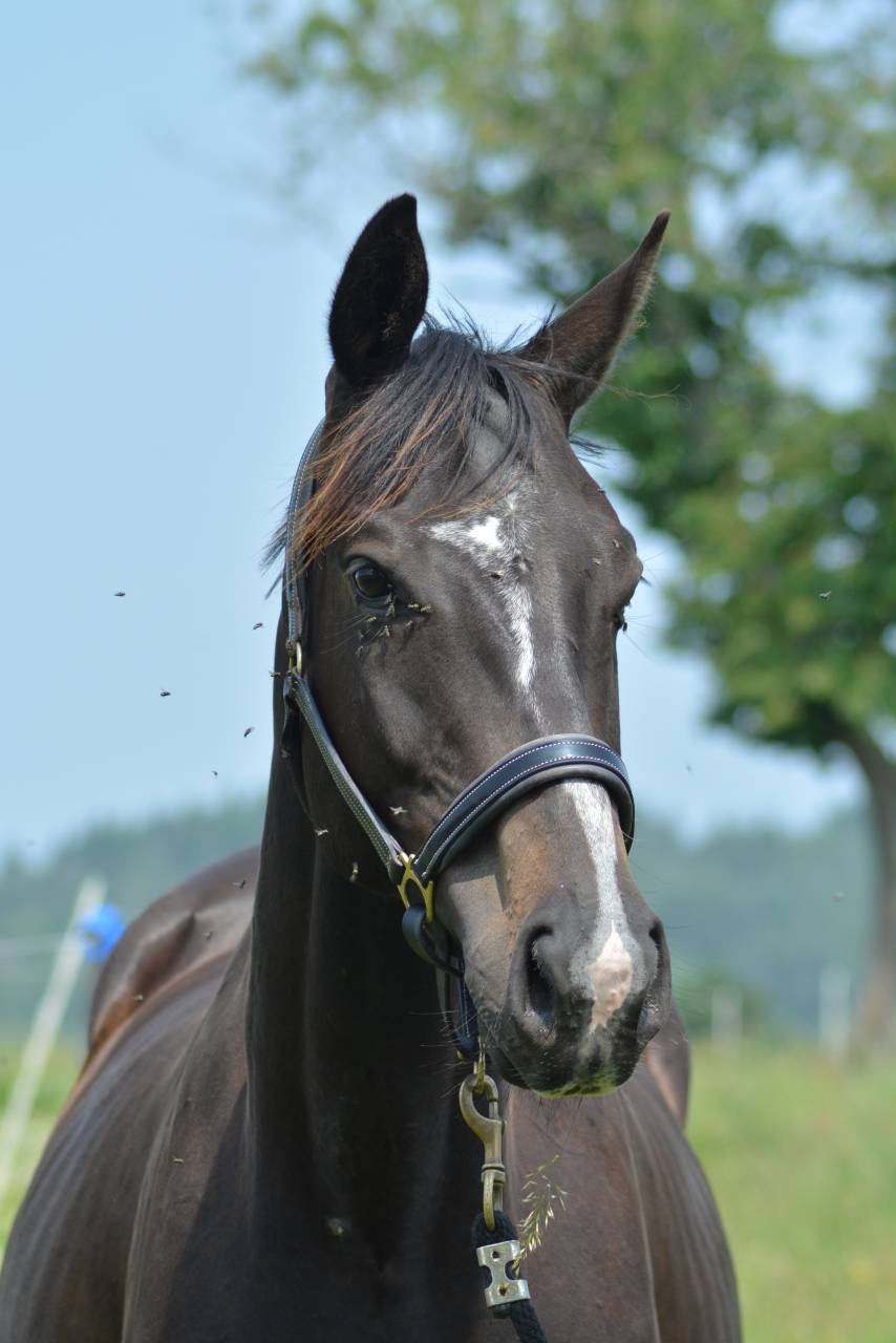 Castrone Purosangue Inglese In vendita 2021 Baio scuro