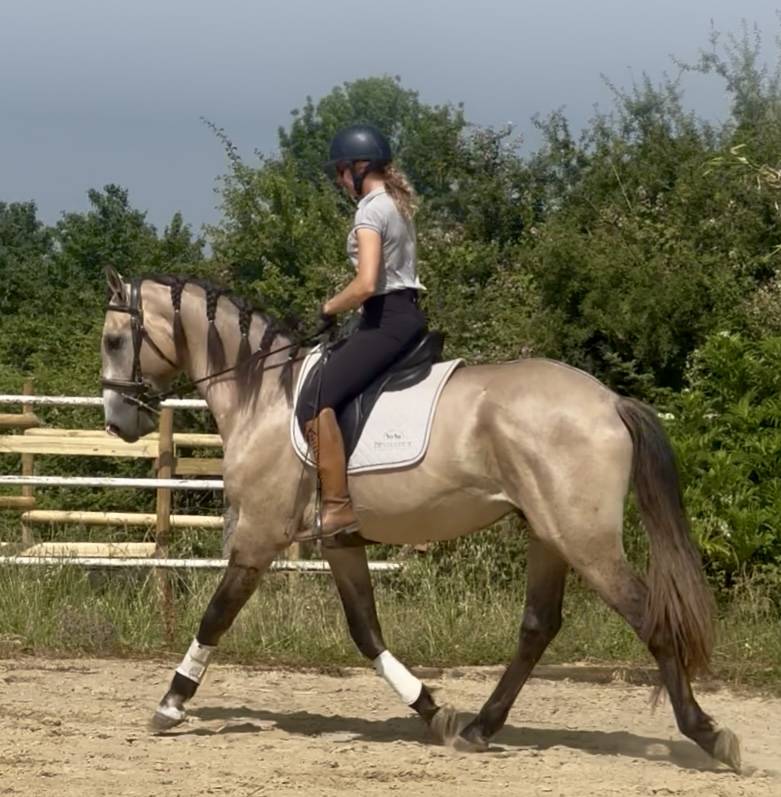 Intero Lusitano In vendita 2022 Grigio ,  Berlioz