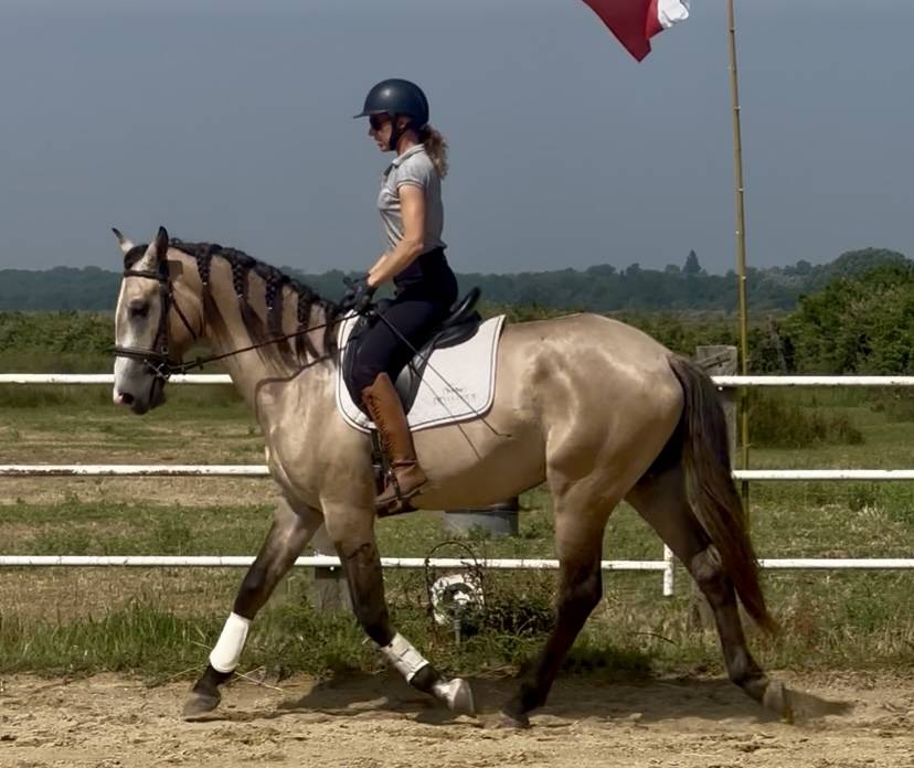 Intero Lusitano In vendita 2022 Grigio ,  Berlioz