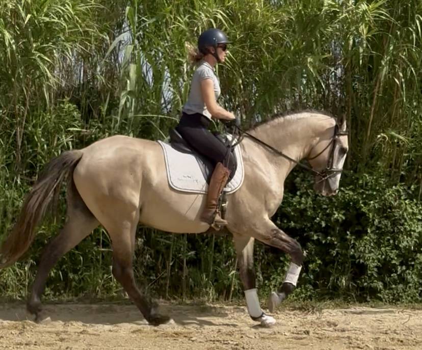 Intero Lusitano In vendita 2022 Grigio ,  Berlioz