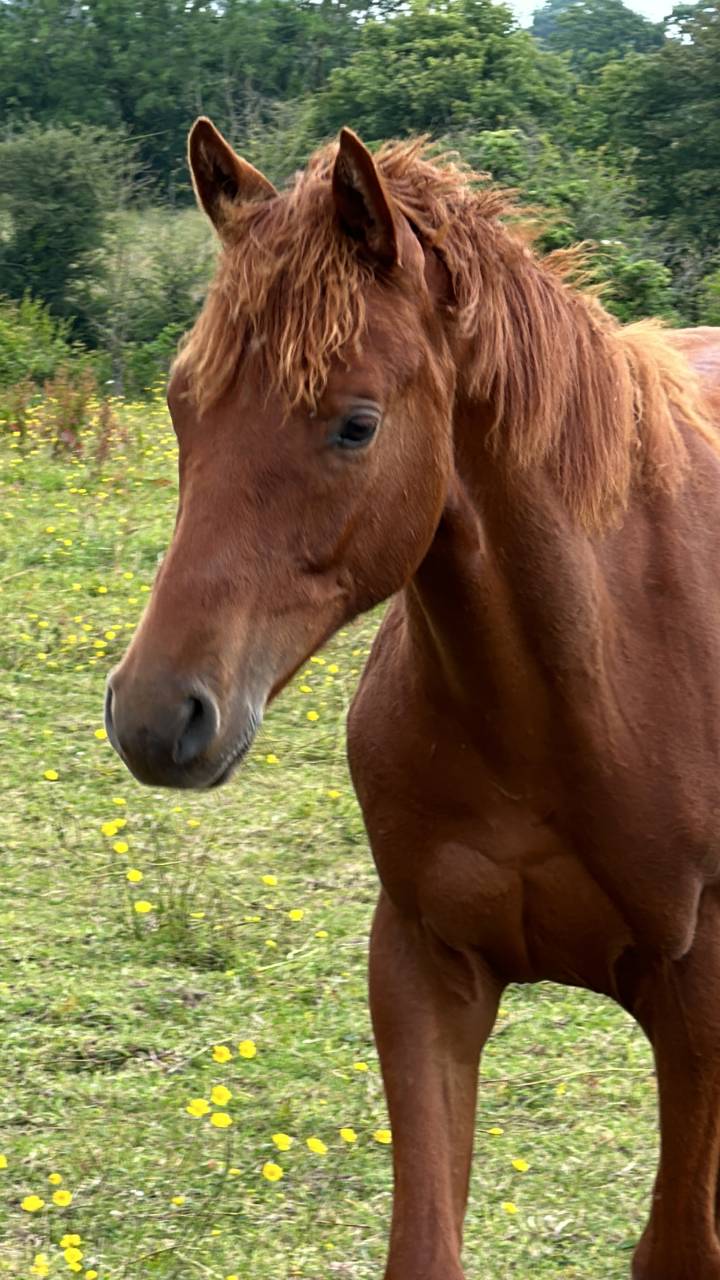 Castrone Sella Francese In vendita 2023 Sauro