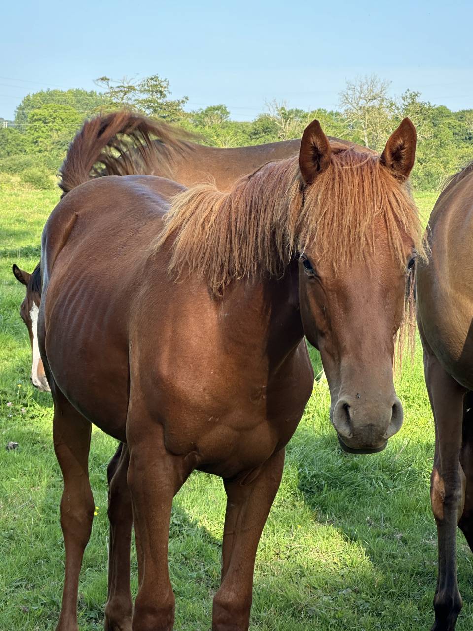Castrone Sella Francese In vendita 2023 Sauro