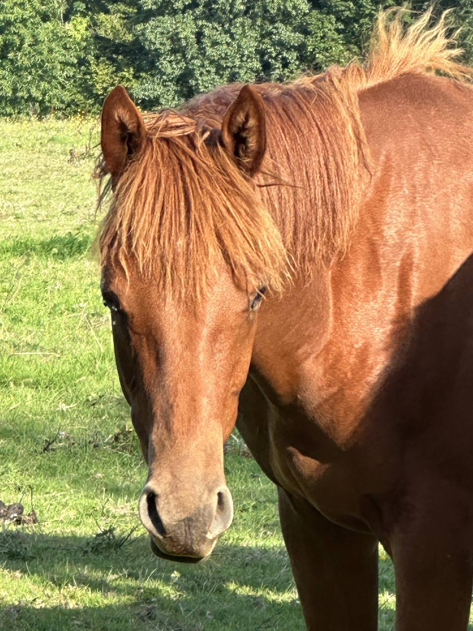 Castrone Sella Francese In vendita 2023 Sauro