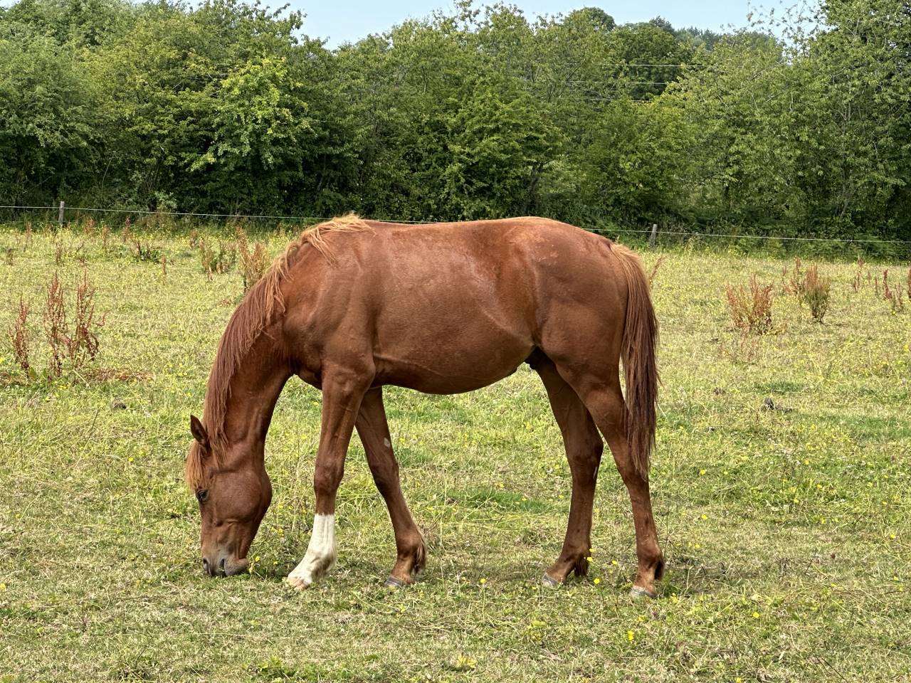 Castrone Sella Francese In vendita 2023 Sauro