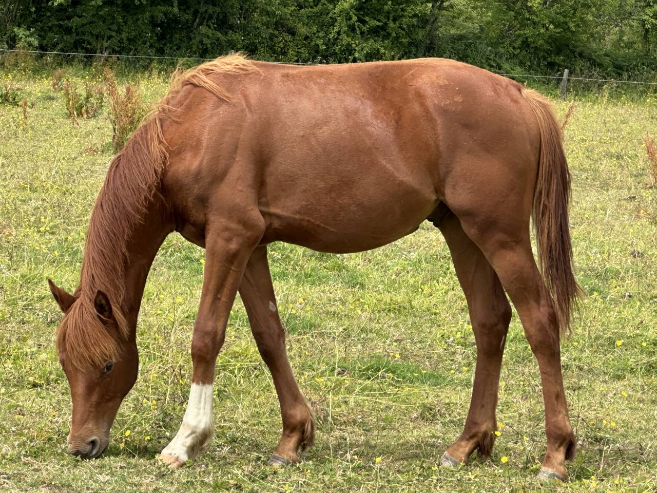 Castrone Sella Francese In vendita 2023 Sauro