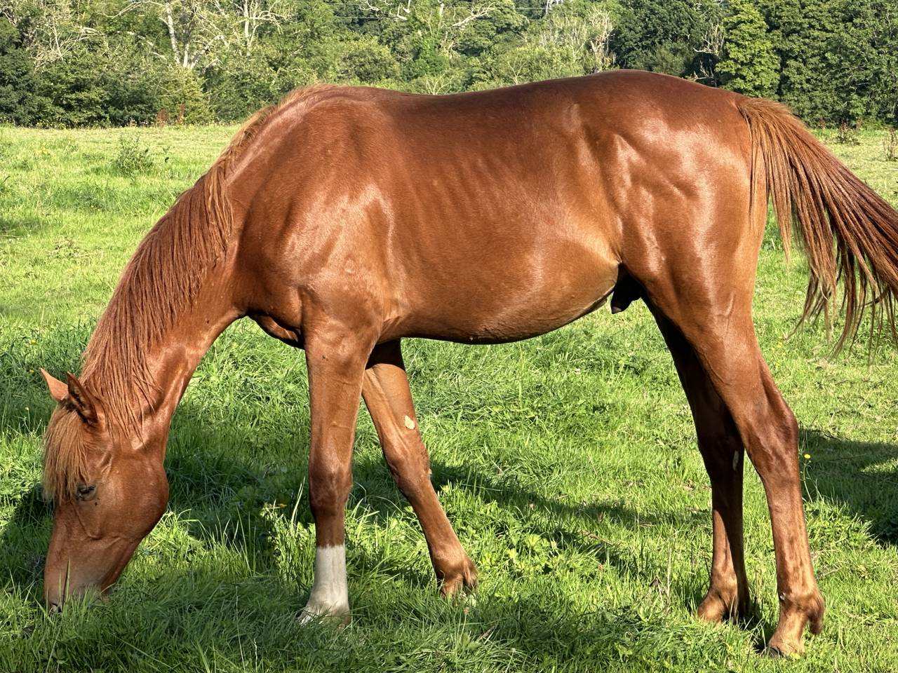 Castrone Sella Francese In vendita 2023 Sauro