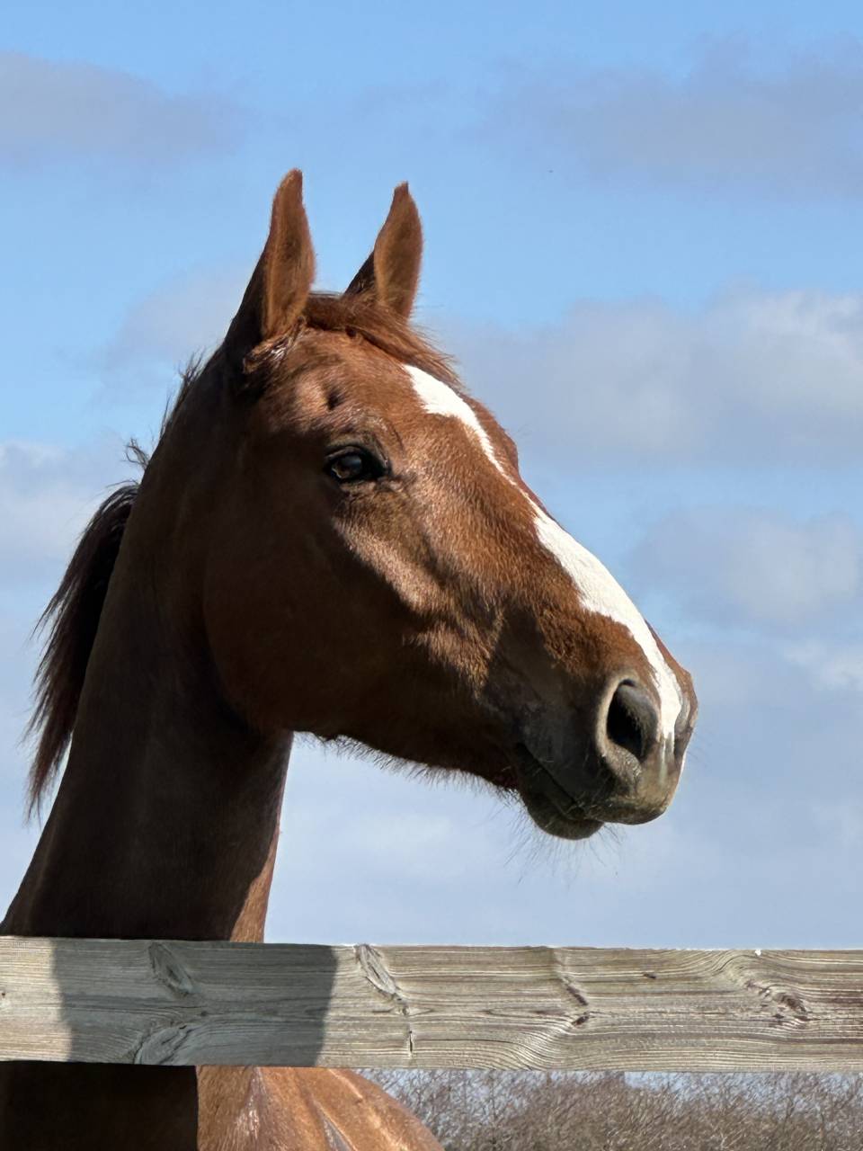 Castrone Sella Francese In vendita 2018 Sauro