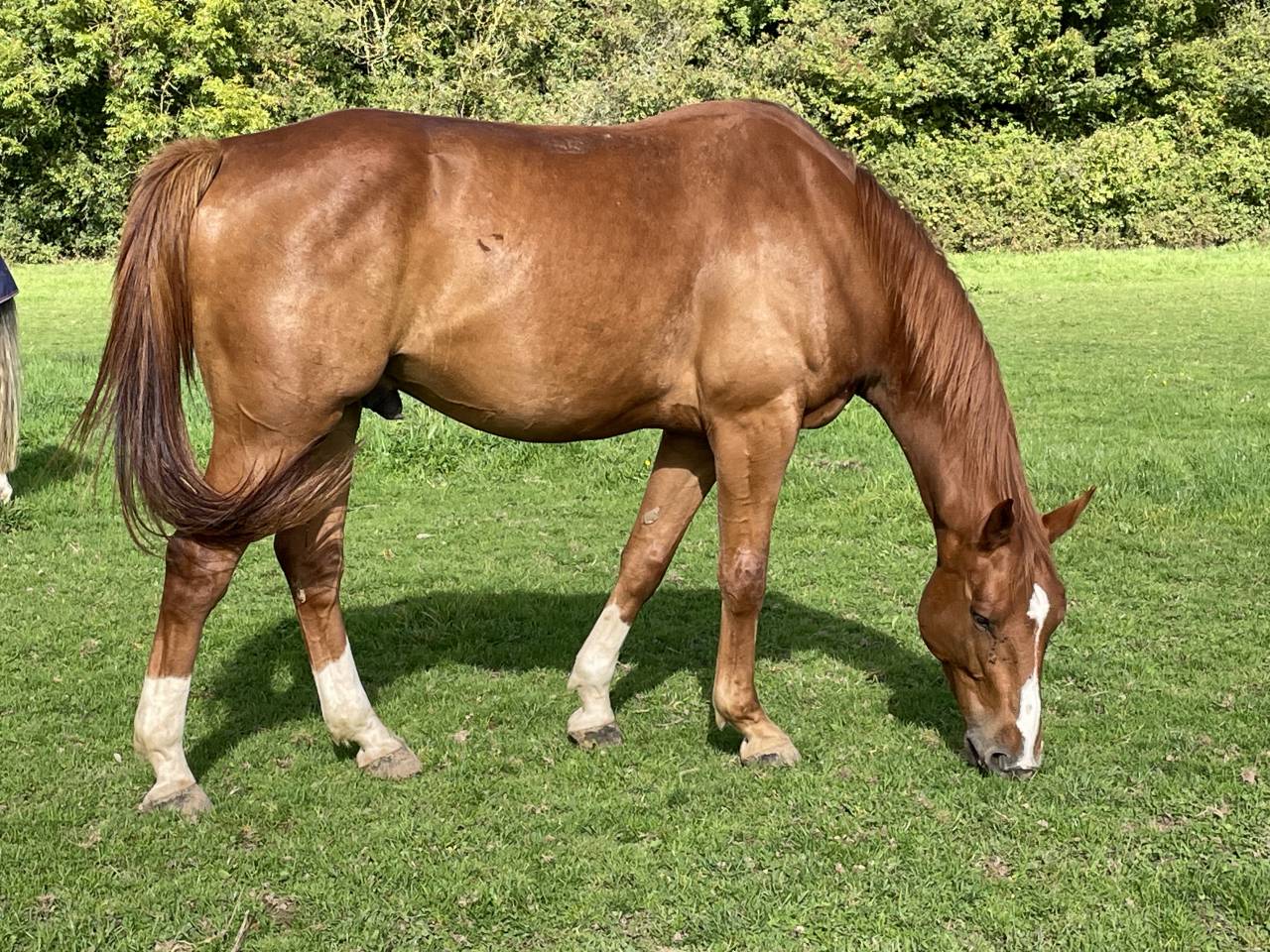 Castrone Sella Francese In vendita 2018 Sauro