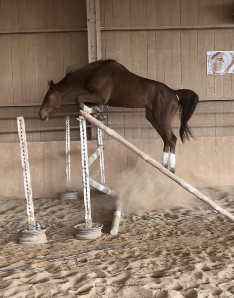Castrone Sella Francese In vendita 2018 Sauro